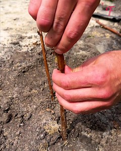 335K views · 2.2K reactions | Various grafting approaches for a fruitful orchard | Tips & Tricks | Facebook