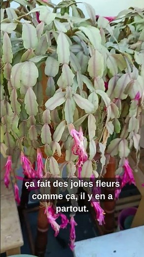 Mon cactus de Noël 🌸 la plante qui fleurit en hiver