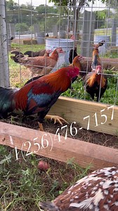 57K views · 1.2K reactions | Asil | Boneyard farm | Facebook