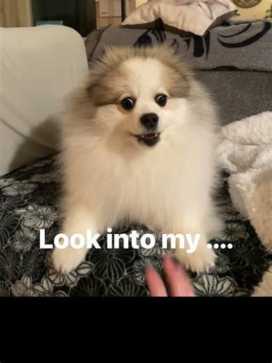 Pomeranian glare #pomeranian #dogs #shorts #pom #doggielife doglife #dogshorts ‪@RFOHANA‬