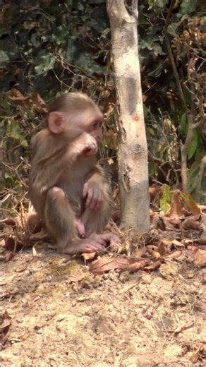 Stump-tailed macaque ลิงเสน