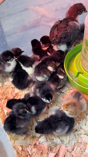 18 out of 20 eggs hatched! So exciting! These are mostly black copper maran and a few olive eggers. | Hilltop Haven | Facebook