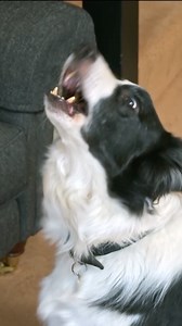 Woody is a nightmare for working from home. 🐶 #Collie #DogTrainingTips #BorderCollie #DogReels #doglife | Dogs Behaving Very Badly