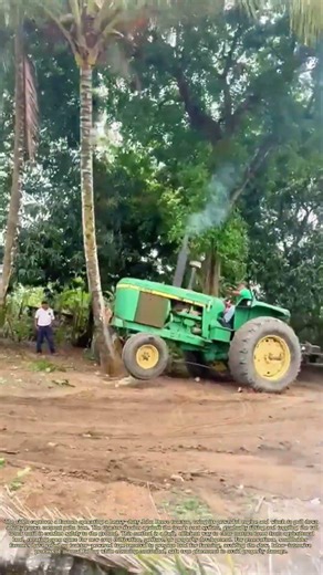 Towing Down a Coconut Palm: How a Tractor Clears Land for Farming
