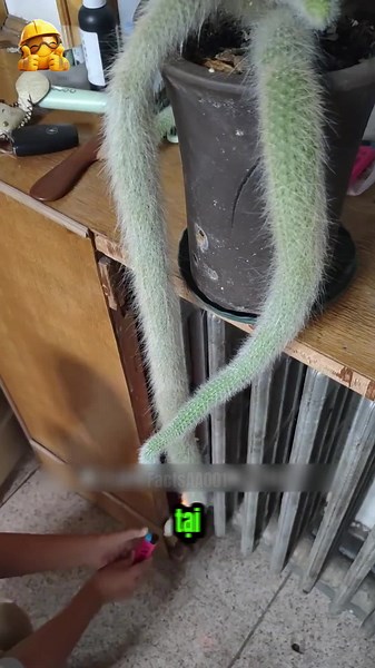 Tại Sao Người Ta Lại Đốt Loại Cây Giống Đuôi Cáo Này!