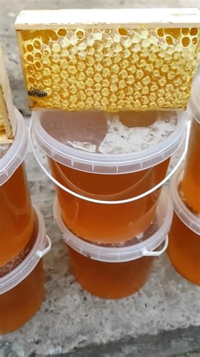 Fresh Honey Extraction: Spinning the Golden Harvest! 🍯🐝