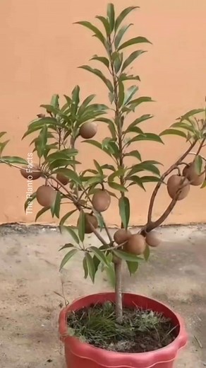 How to grow Sapodilla plant at home #reels #instagram | The Planto Facts