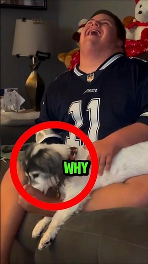 Why Do DOGS Lick Humans?🐶🐾