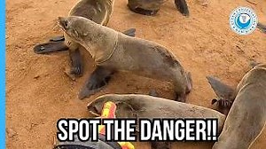 Another day, another packing strap. This young seal was lying quietly among the others, until we noticed the familiar, faint line around her neck. A thin plastic packing strap, the kind used to secure boxes and pallets, had looped around her and started to tighten. If we hadn’t spotted her, she would’ve suffered in silence until the strap slowly cut deeper, weakening her, possibly killing her. We often wonder what it would take to make these straps illegal, or at least mandate biodegradable alte