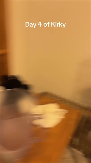 #parakeets #kirk #kirky #fyp | parakeet