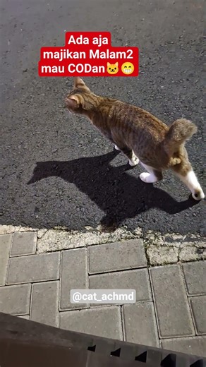 si bule mau CODan #catshorts