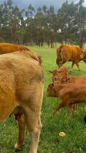 Beautiful spring morning mums and bubs 🙏🏻 | Warrela Limousin stud
