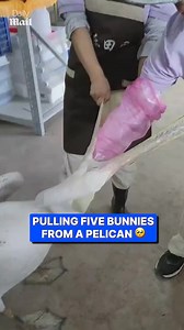 Greedy pelican scarfs down five baby rabbits... | Daily Mail Animals