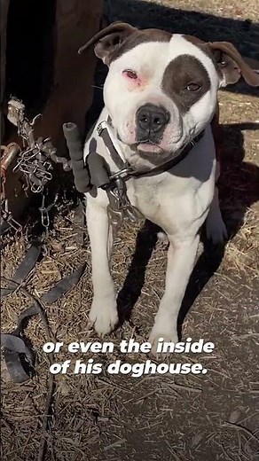Uno’s Entire World Was the End of a Chain 💔