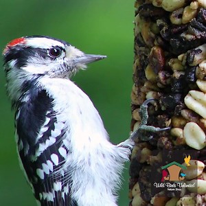 1.2K reactions · 43 shares | Don’t forget to refill your bird feeder! Order online from Wild Birds Unlimited for easy delivery or stop by your local store! | Wild Birds Unlimited | Facebook