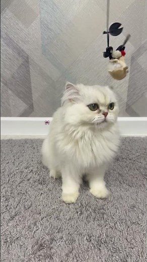 Playing With Our Adorable Persian Cat! 😻🐾 So Fluffy and Cute!