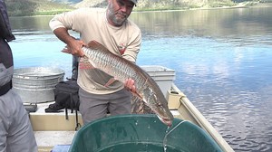 17K views · 215 reactions | We’re doubling down on tiger muskies this...