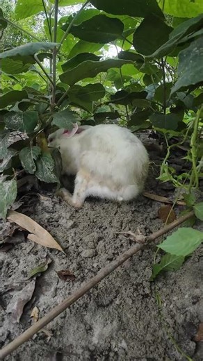 Rabbit Digging the Ground – Nature in Action! 🕳🐇" #shorts #abrabbitfarm