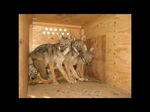 💥🪀 I AM AN EXPLOSION NIGHTCORE 🪀 💥