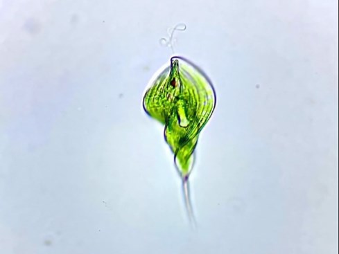 裸藻Euglenophyta，植物和动物的结合体！