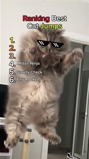 Ranking Best Cat Jumos! #funny #cat #memes #cute #pets #funnymoments #animals #lmao #dog #comedy