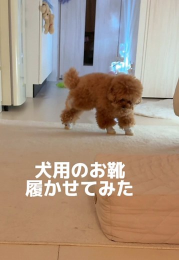 トイプードルのかわいい靴まとめ