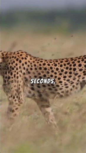 These are the FASTEST animals on the planet #Shorts #animals #science