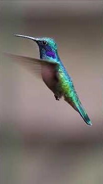 Why do hummingbirds NEVER take a break? 🐦⚡