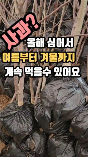 3 types of apple trees to plant and harvest right away this year #AppleTree #AppleVarieties #Frui...