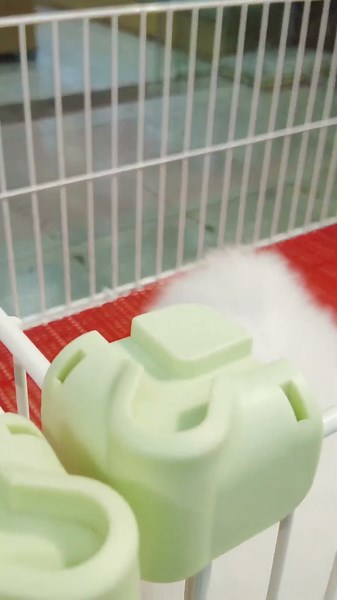 #chó#chóphốcsóc#dogcute Tik Tok Chó Phốc Sóc Mini Funny and Cute Pomeranian | cute animals#