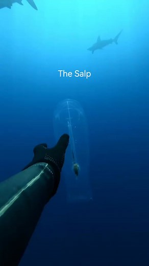 What is a salp The salp is not an alien, it looks like a jellyfish but it doesn't sting. So what is it? Turns out the salp is an animal closer related to humans than jellies, with a complex digestive, circulatory, and nervous system. This creature has the ability to propel through water tO an extent and, as a current dweller, can be seen floating by pushed around by the Ocean Currents. Salps have one of the fastest life cycles of the ocean and they can grow from babies to adults in a matter of h