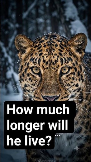 The beautiful hunter who lives on the snow❄️🐆#AmurLeopard #WildlifeDocumentary #RareAnimals