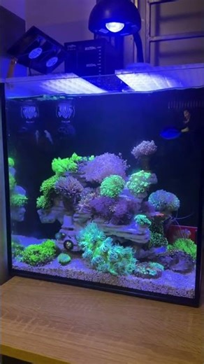 Beautiful Nano Reef Aquarium at Night 🌌🐠 | Glowing Coral Tank Setup