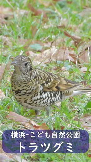 不思議なダンス！虎柄の鳥トラツグミが可愛すぎる #Shorts