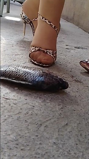 crush fish #sharpheels