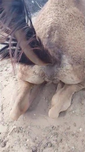 Funny Camel Moments That Will Make You Laugh 🐪😂