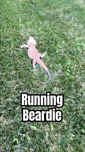 Running Bearded Dragon