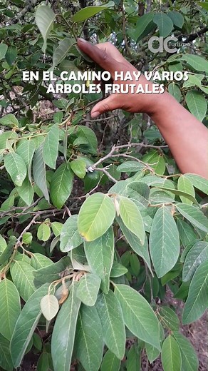 26K views · 406 reactions | Arma tu presupuesto con estos datos y disfruta de los mejores licores de fruta típica del hermoso valle de #Sorata en #Takekala. Por noviembre y diciembre, indica que viste este video y te darán 3 botellas de licor de fruta por 100 bs. esta promo no incluye al licor de mora silvestre también conocido como Kari Kari Para más información y reservas debe llamar al número (591) 74036202 | acturismo Bolivia | Facebook