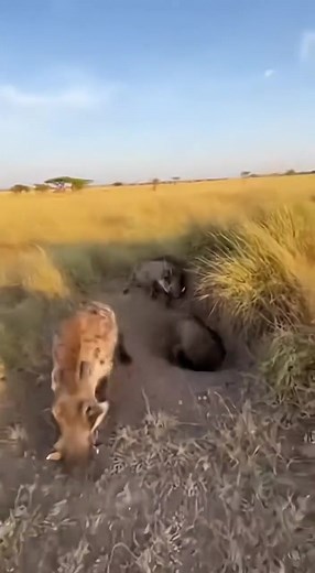 Attacking a wild boar's den? The hyena gets pushed into the den and brutally beaten! | wildlife park