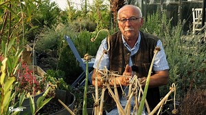 12K views · 208 reactions | Découvrez l'oignon rocambole et ses bulbilles aériennes ! Hubert nous dit tout sur cette oignon pas comme les autres ! | Rustica | Facebook