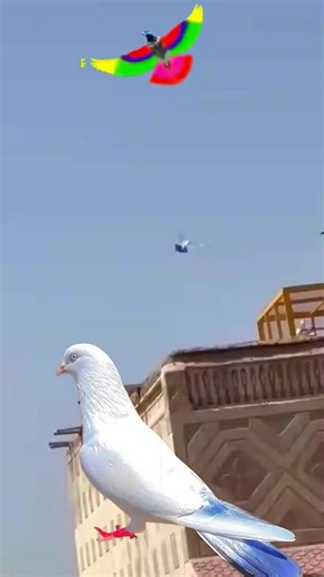 Exploring Kabuter Bazi: The Art of Pigeon Racing