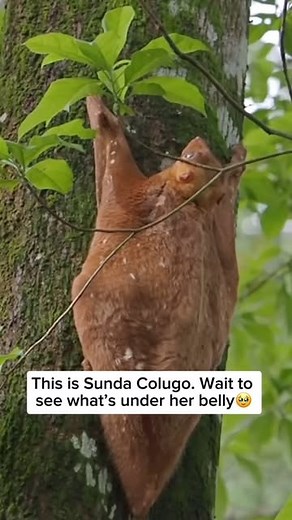 Wildlife Rescuers | The Sunda colugo, also known as the Sunda flying lemur, is a fascinating gliding mammal found in the rainforests of Southeast Asia,... | Instagram