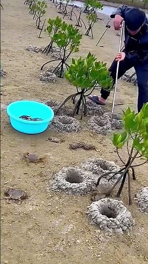 Catching crabs in sand burrows