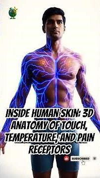 Inside Human Skin: 3D Anatomy of Touch, Temperature, and Pain Receptors - EcoHuman ScienceLab