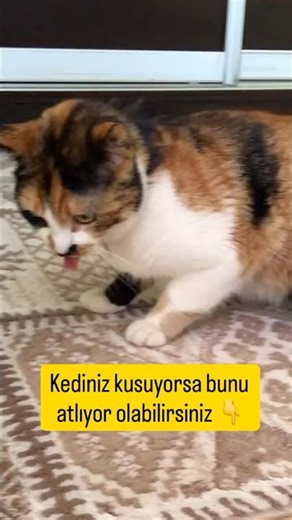 Ben clover pet malt kullanıyorum. İçeriği temiz ayrıca kedilerim seçici ama bayılıyorlar #cat #kedi