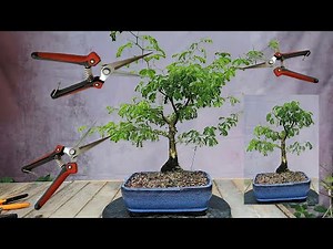 Maintenance Pruning a Brazilian Rain Tree and Creating Cuttings from The Clippings (hopefully!)