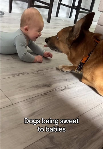 Heartwarming Moments of Dogs and Babies