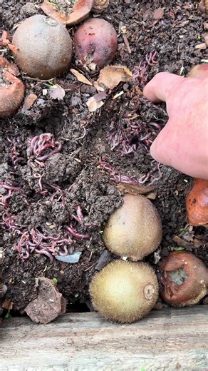 Cosecha de humus y cuidados de plantas orgánicas