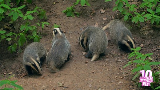 A rare moment of badger family moving as one