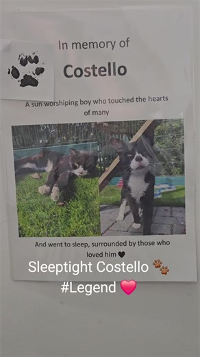 Remembering Costello: Our Beloved Rescue Cat